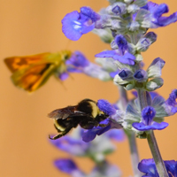Photo of bumblebee on a flower, link to Photography gallery